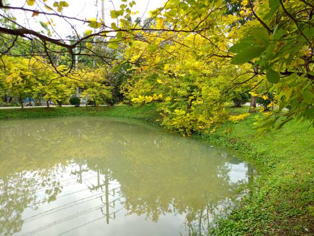 istock Lake and green trees beauty nature 1700315976
