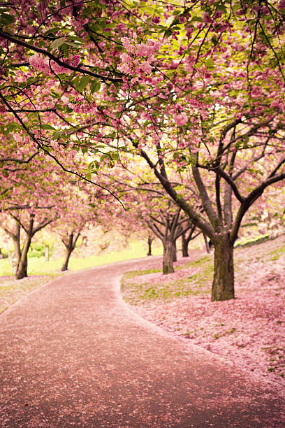 kwiat wiśni w nowyjork - sakura tree flower cherry blossom zdjęcia i obrazy z banku zdjęć