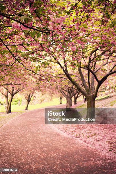 Flor De Cerejeira Na Newyork - Fotografias de stock e mais imagens de Primavera - Estação do ano - Primavera - Estação do ano, Flor de cerejeira, Árvore