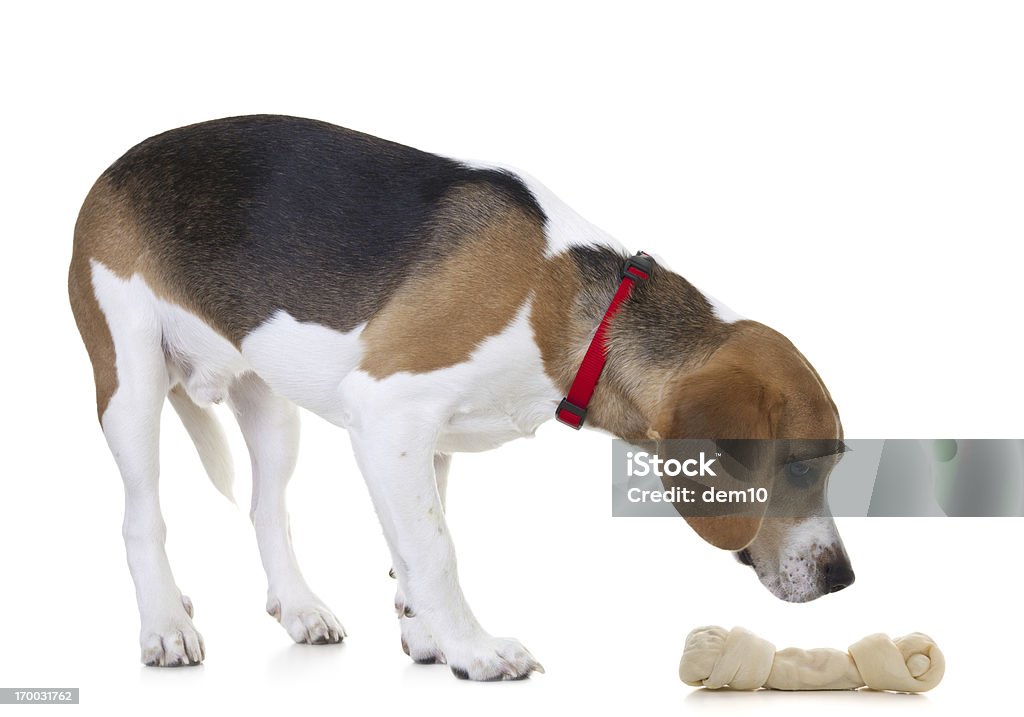 Hunde untersuchen bone - Lizenzfrei Blick nach unten Stock-Foto