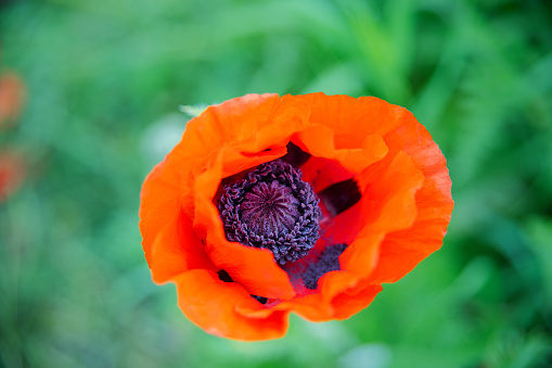 Close up picture of a poppy blossom
