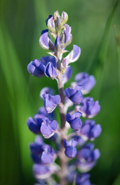 istock Lupine Wildflowers 1700318710