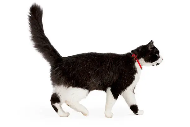 Side view of a black and white cat walking on white background