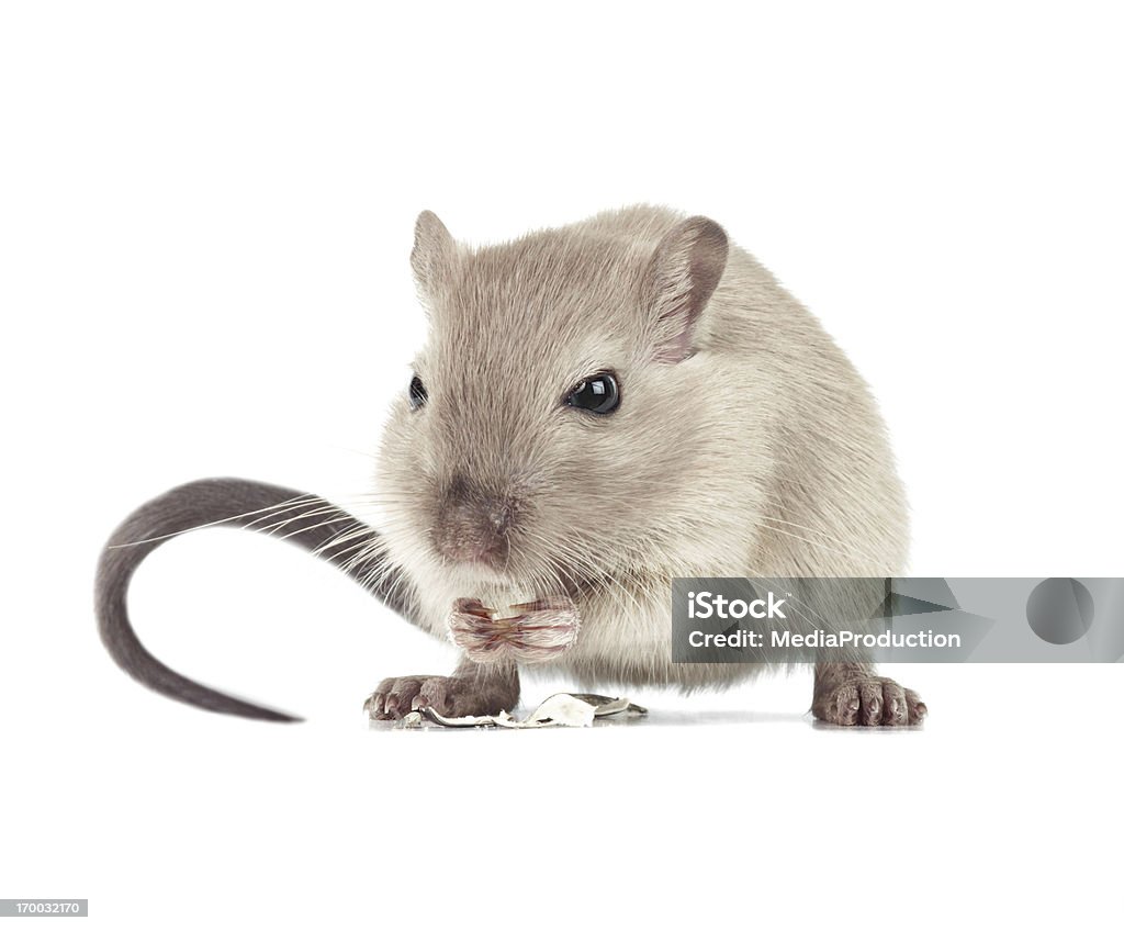 Мыши ест - Стоковые фото Мышь - животное роялти-фри