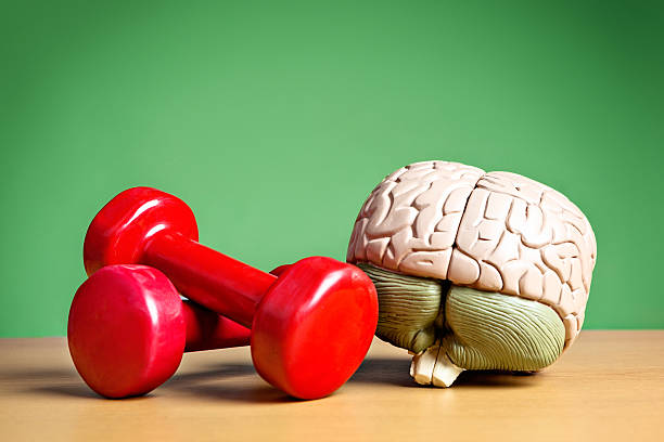 istock Mind and body working synergistically: model brain with barbells 170032279