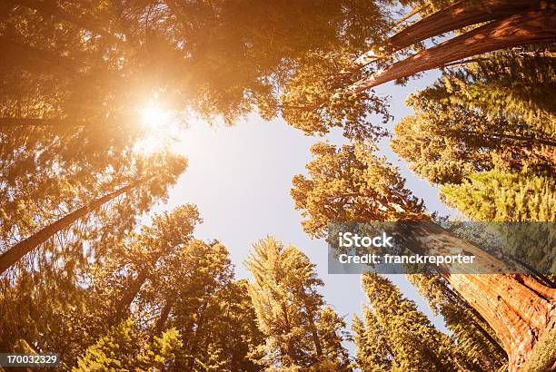 Allinterno Del Parco Nazionale Di Sequoia - Fotografie stock e altre immagini di Albero - Albero, Ambientazione esterna, Ambientazione tranquilla