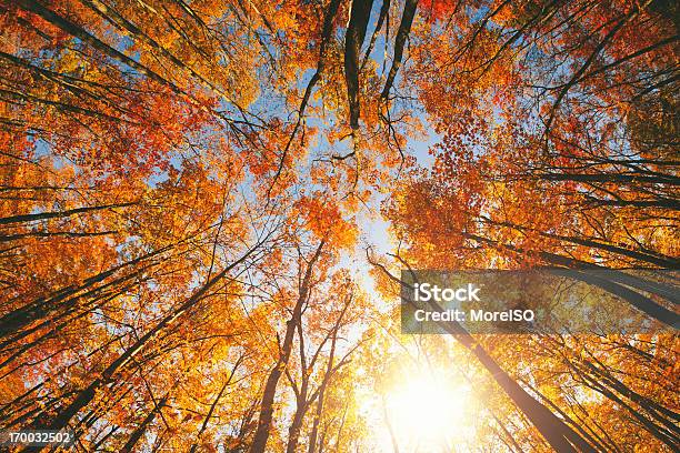 베스키드 산의 가을 숲 나무에 대한 스톡 사진 및 기타 이미지 - 나무, 위를 보기, 가을