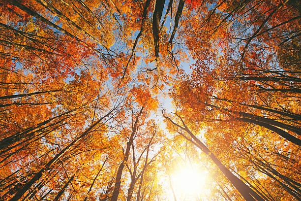 floresta de outono - great smoky mountains great smoky mountains national park tree group of objects - fotografias e filmes do acervo