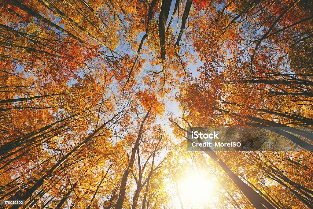 Осенний лес - Стоковые фото Дерево роялти-фри