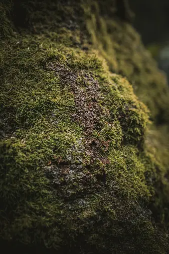 Moos Pictures | Download Free Images on Unsplash