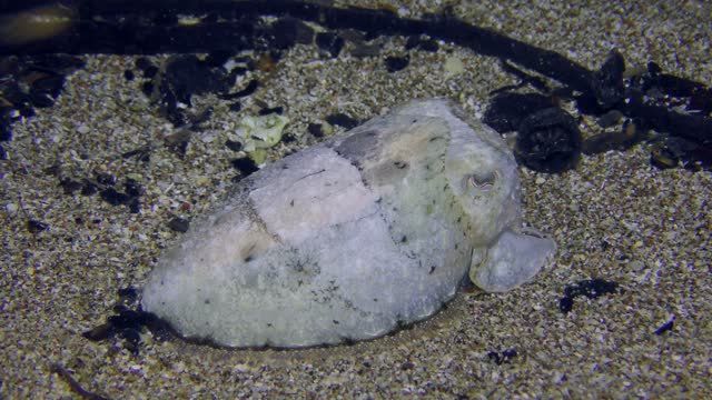 Cuttlefish  is masked on the sandy bottom.