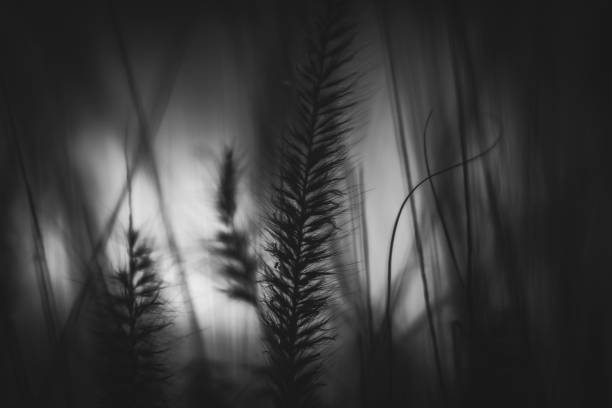 Closeup of a grassy field in Namibia in grayscale