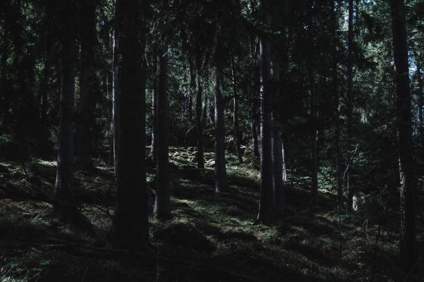 istock Scenic view of green trees in a dark forest 1700338284