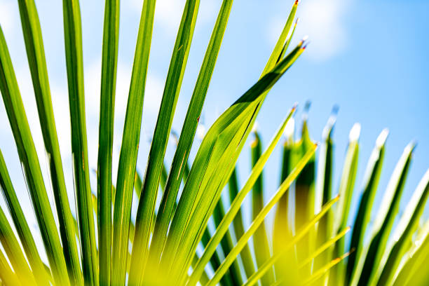 istock Palm Leaves against Blue Sky 1700338871