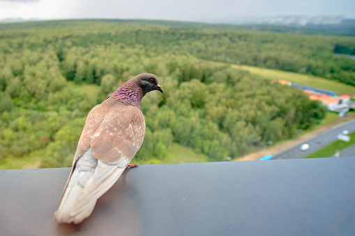 A pigeon is sitting on the window sill of a high-rise multi-storey building