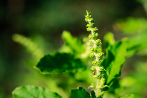 Delve into the essence of basil plant care with this detailed close-up. Learn how modern technology contributes to data-driven gardening. Fresh, organic, and aromatic - this basil is the heart of your culinary endeavors.
