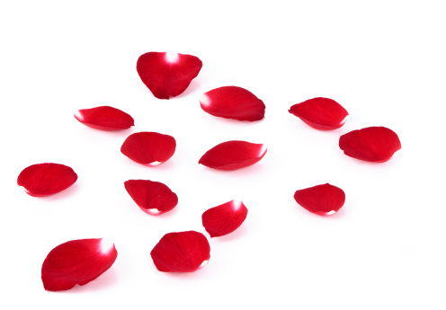 red rose bud and falling petals, on a white isolated background