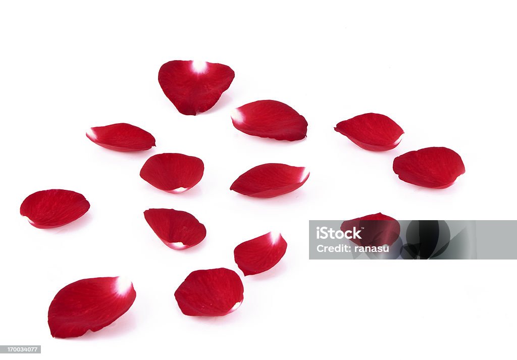 Falling in Love 30 cups Preserved Freeze-dried Real Rose Petals