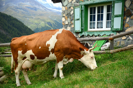 A dairy cow grazes on grass next to a chalet in the countryside near Zermatt, Switzerland.
