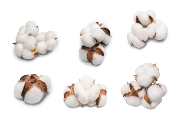 istock Cotton flower branch isolated on white background. 1700345903