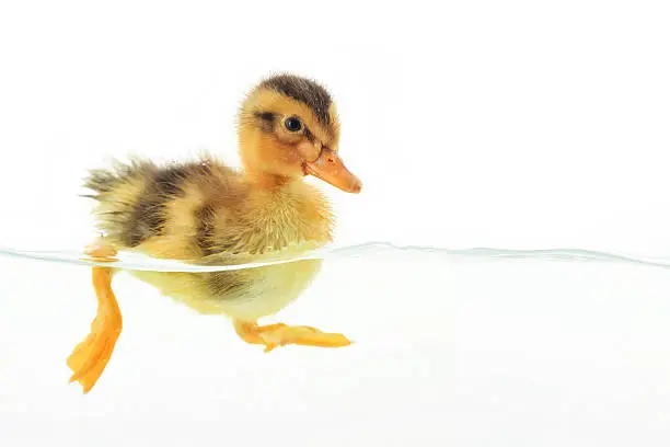 Duckling floating on water
