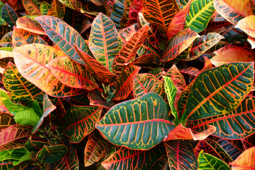 Brilliant colors in the leaves of a Petra Croton plant. These tropical ornamental plants are a popular landscaping plant because of their colorful leaves. (Codiaeum Petra).