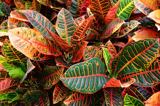Petra Croton Brilliant colors in the leaves of a Petra Croton plant. These tropical ornamental plants are a popular landscaping plant because of their colorful leaves. (Codiaeum Petra). ornamental plant stock pictures, royalty-free photos & images