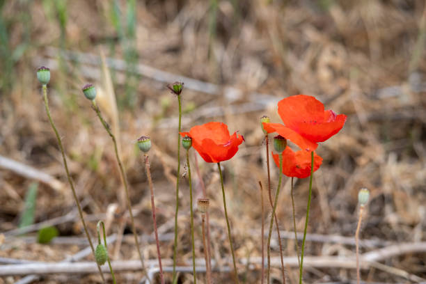 sonnenbeschienener roter wilder mohn, der mit geringer schärfe vor dem hintergrund eines weizenfeldes aufgenommen wurde. landschaft mit mohn. ländliches grundstück mit mohn und weizen. einsamer roter mohn in nahaufnahme zwischen weizen. - oriental poppy poppy leaf close up stock-fotos und bilder