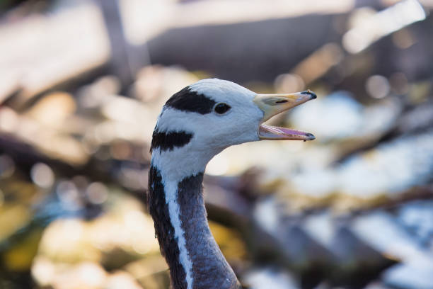 Closeup of the bar-headed goose is a goose that breeds in Central Asia in colonies of thousands near mountain lakes and winters in South Asia, as far south as peninsular India. It lays three to eight eggs at a time in a ground nest primer plano del ganso cabeza de barra es un ganso que se reproduce en asia central en colonias de miles cerca de lagos de montaña e inverna en el sur de asia, tan al sur como la india peninsular. pone de tres a ocho huevos a la vez en un nido de tierra.
