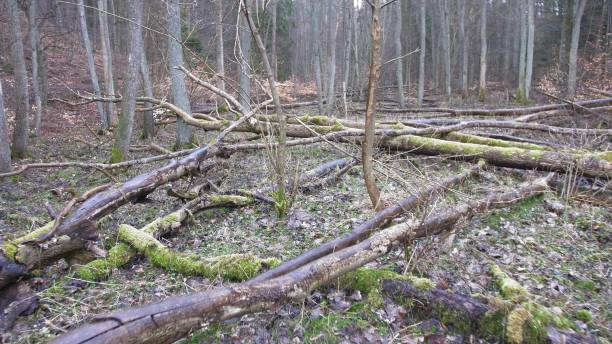 istock Fallen Trees Trunks in the Forest After Heavy Wind Storm Flycam 1700358750