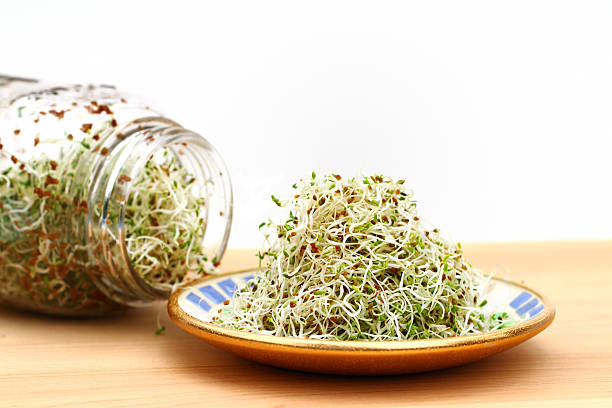 Alfalfa sprouts on plate and in jar stock photo