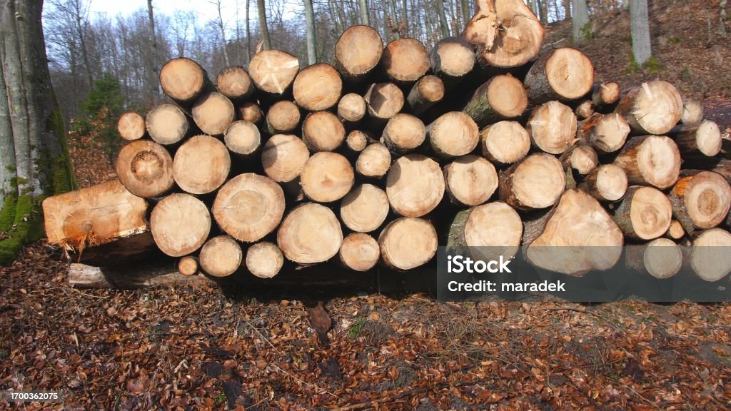 Lowell Tree Stack Stack Of Sawed Tree Trunks In The Forest Stock Photo - Download Image ...