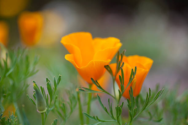 Orange poppy flower It is a plant that is especially suitable for all those who want to have their nerves under control at any time