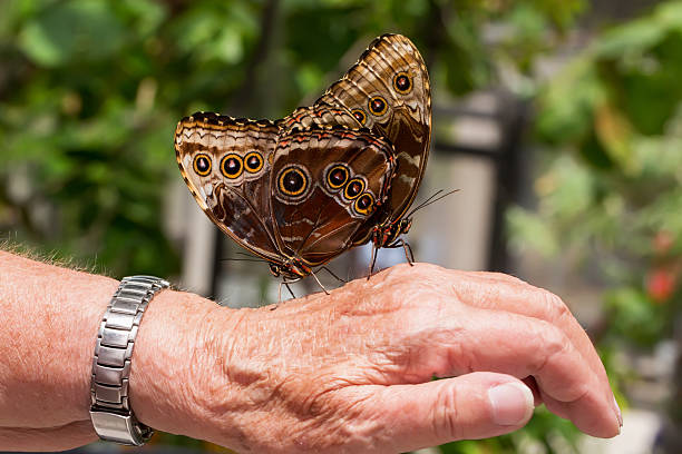 motyle: się z miesiąca prolongaty tytułu kierowniczego - malachite butterfly zdjęcia i obrazy z banku zdjęć