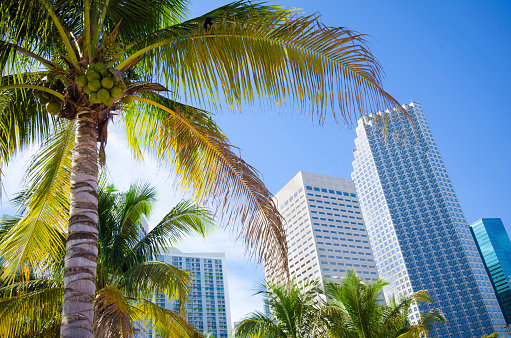 View of office buildings in downtown Miami, FL from Bayfront Park with a palm tree in the foreground. 