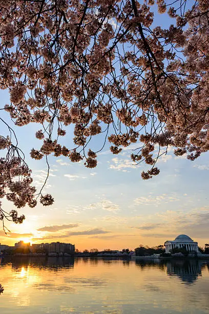 Photo of Jefferson Memorial framed by cherry blossoms at dawn