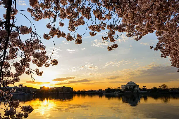 Photo of Jefferson Memorial framed by cherry blossoms at dawn