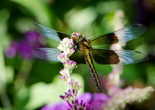 istock Macro Insect Banded Wing Dragon Fly Perching on a Flower 170036743