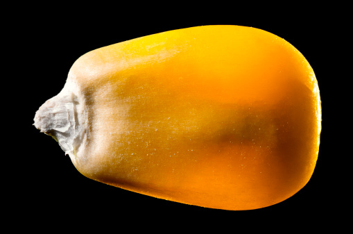 A macro image of a single corn kernel isolated on black with deep focus