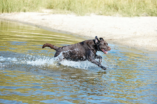 Funny dog running from river, sea in splashes in motion. Purebred brown retriever resting, swimming in water in summer. Happy labrador. Concept of active lifestyle, pets love, vacation, leisure time.