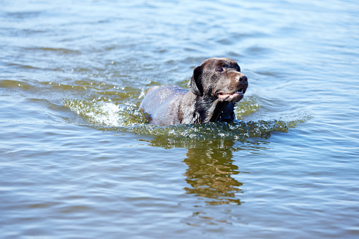 Portrait of beautiful dog swimming in river, sea in action. Purebred brown retriever resting, playing on beach in summer. Happy labrador. Concept of active lifestyle, pets love, traveling. Ad