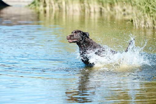 Funny dog swimming in river, sea in splashes in motion. Purebred brown retriever resting in water in summer. Happy labrador. Concept of active lifestyle, pets love, vacation, leisure time. Ad