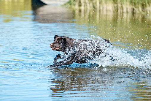 Funny dog swimming in river, sea in splashes in motion. Purebred brown retriever playing in water in summer. Happy labrador. Concept of active lifestyle, pets love, vacation, leisure time. Ad