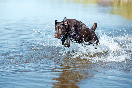 Cute dog running in river, sea in splashes in motion. Purebred brown retriever playing in water in summer. Happy playful labrador. Concept of active lifestyle, pets love, vacation, leisure time. Ad