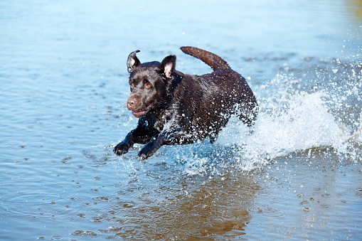 Funny dog running in river, sea in action. Portrait of brown retriever resting, playing on beach in summer. Happy labrador. Pets in nature. Concept of lifestyle, traveling, journey, purebred. ad