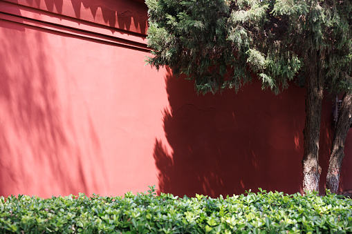 The sun cast the shadow of the tree on the red wall, a temple in good weather