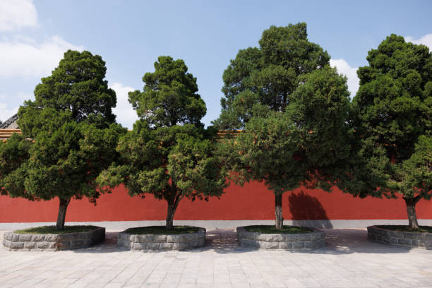 Chinese temple red wall in sunset