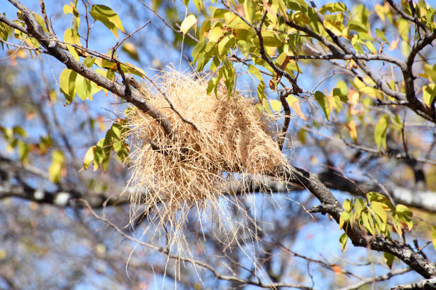 istock Nest of a white-browed sparrow weaver in a tree 1700377017