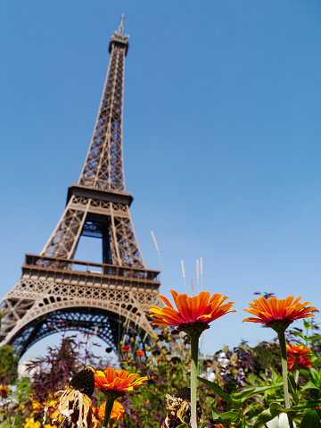 Scenic view of the Eiffel tower with cherry blossom trees in full bloom in Paris, France