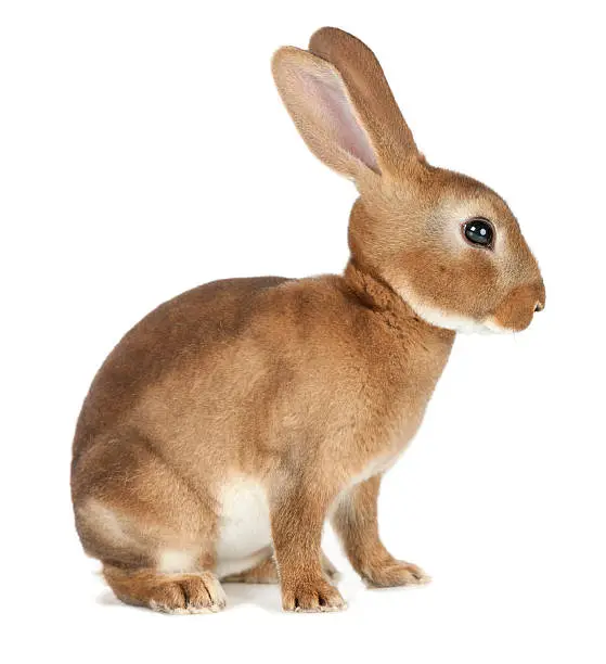 Photo of Rabbit